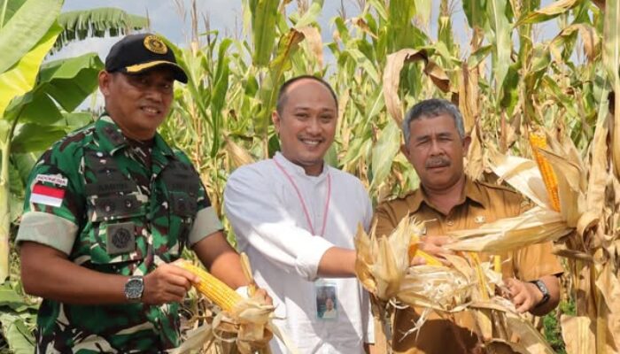 Denhanud 477 Kopasgat Gelar Panen Jagung, Wujud Nyata Dukung Ketahanan Pangan Nasional