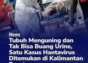 Satu Kasus Hantavirus Ditemukan di Kalbar, Pasien Meninggal Sehari Dirawat